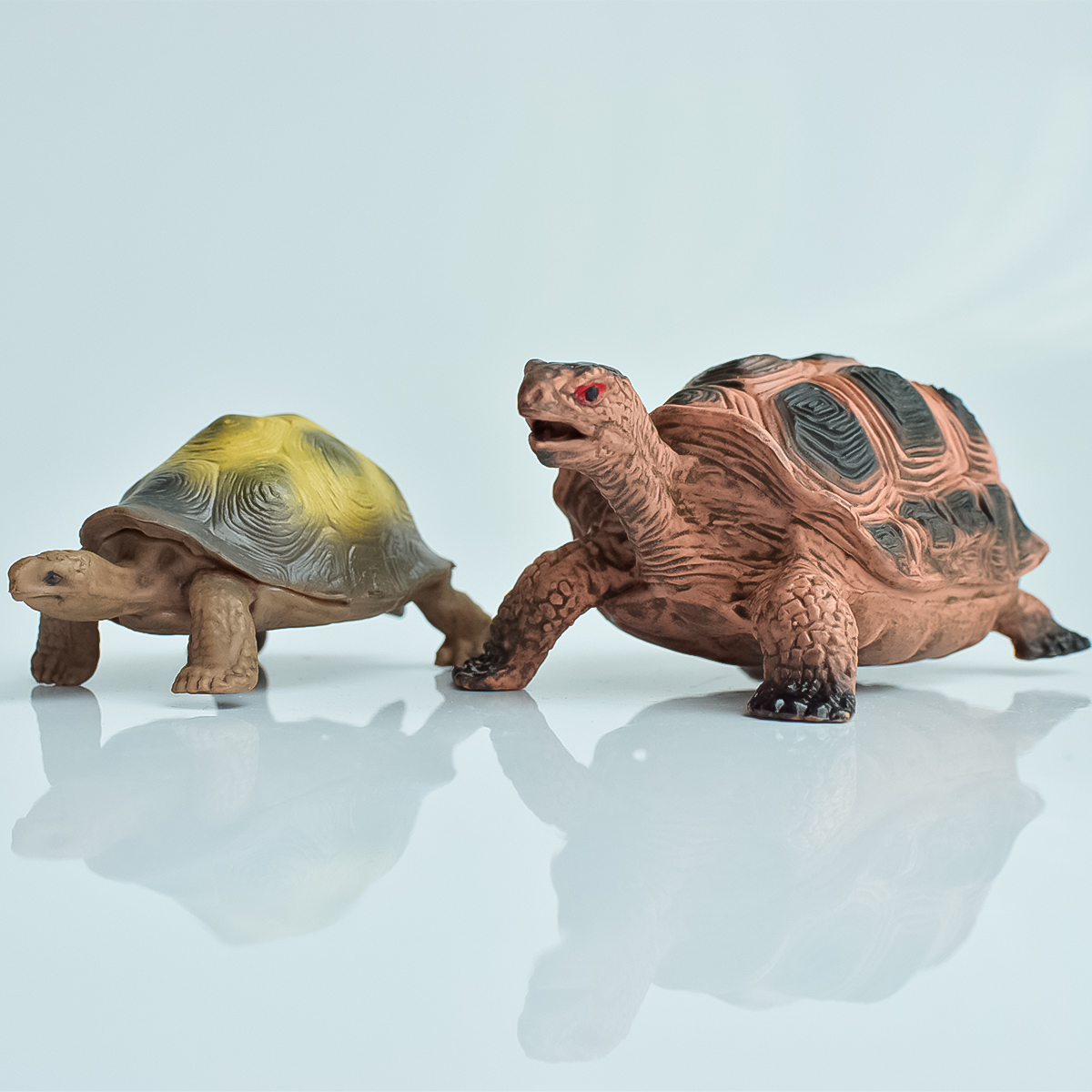 Aquarium Fish Gallery - Painted Realistic Animal Turtle | Aquatic