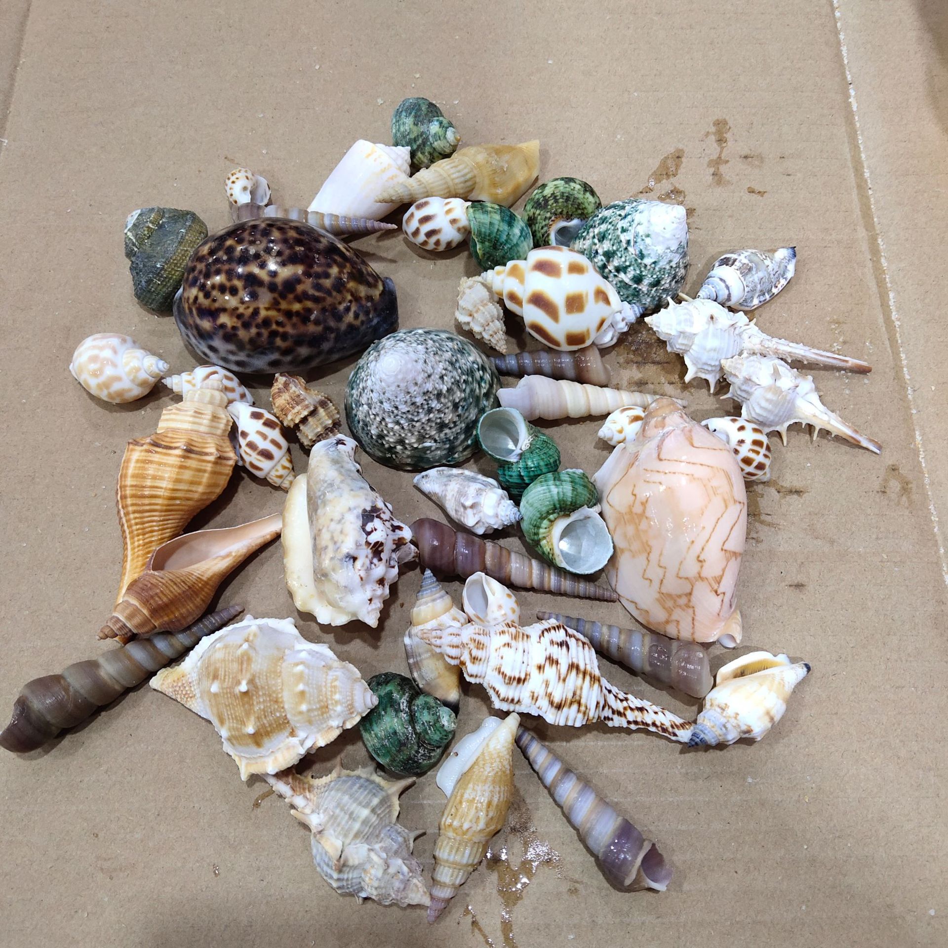 Aquarium Fish Gallery - Conch shell mixed combination,Mediterranean Decoration handcraft,