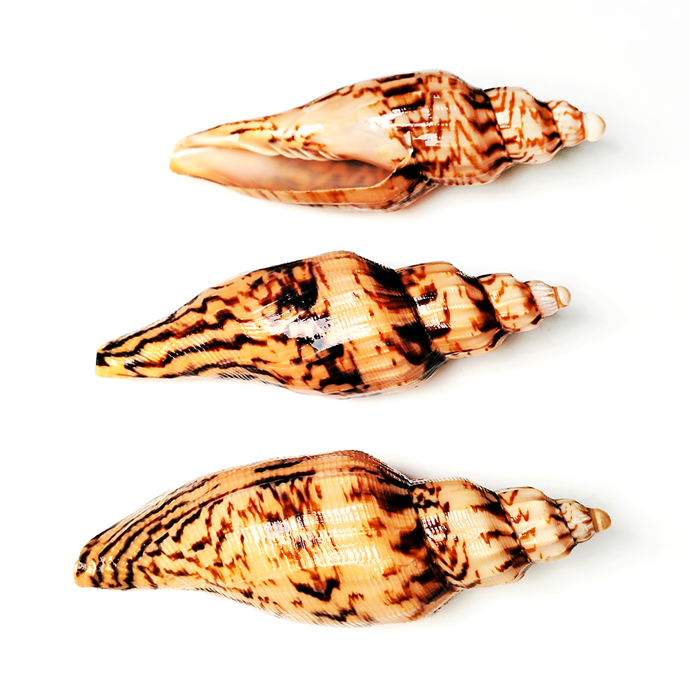 Aquarium Fish Gallery - 8-10CM Natural Volute Shell Fulgoraria Hamillei