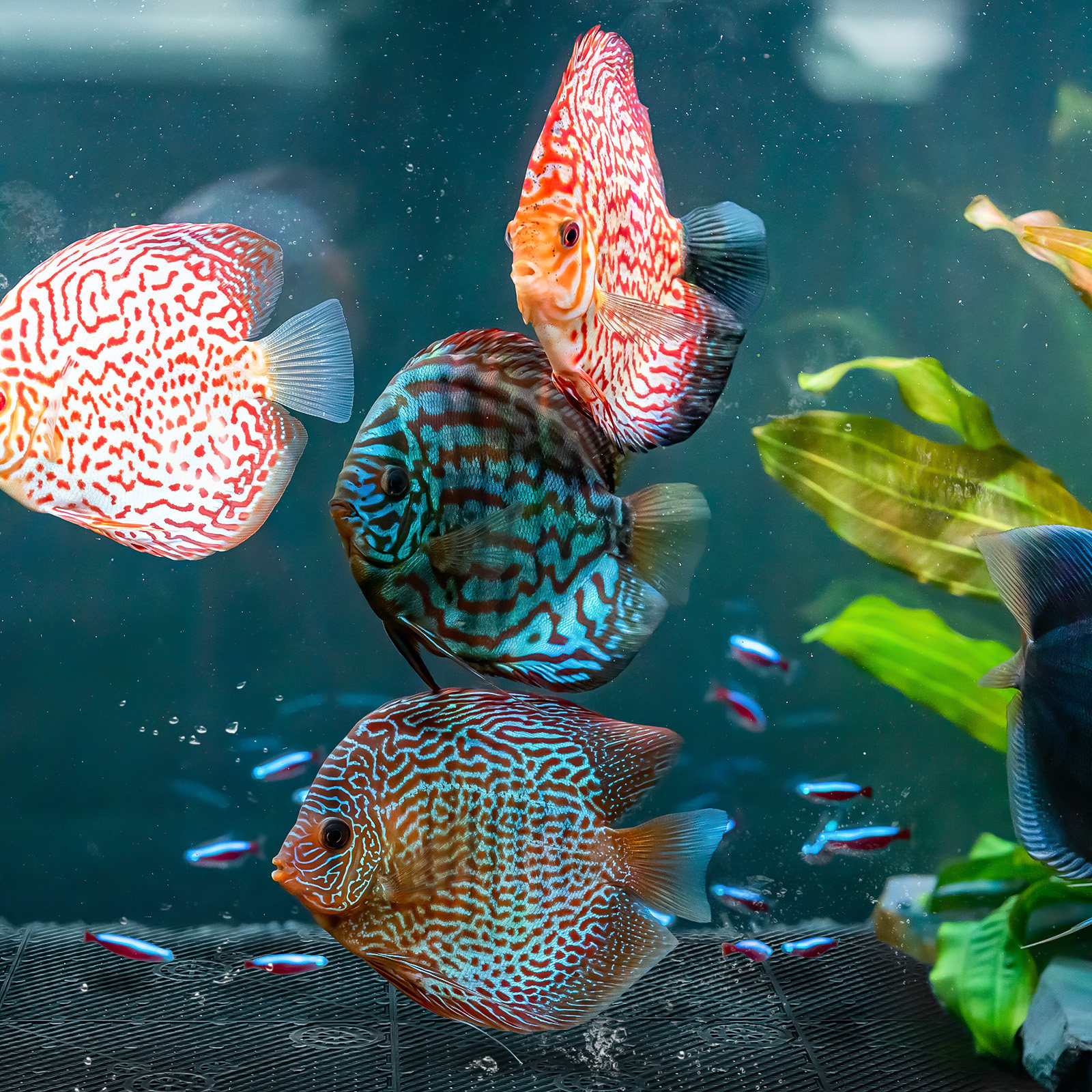 20Pcs Aquarium Bottom Filter P - Tank Divider Mesh avis et prix