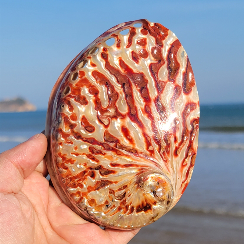 Home Decoration Red Pattern Ab - Aquarium Fish Gallery avis et prix