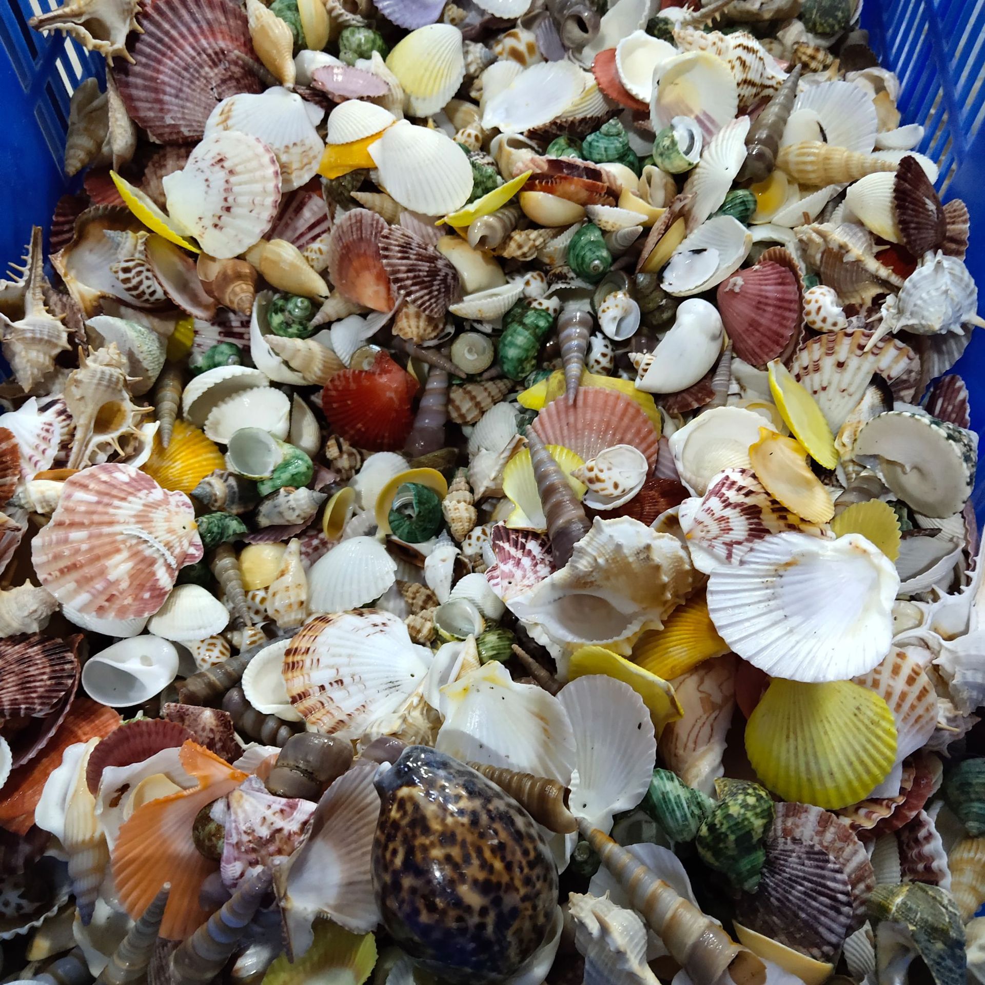 Conch shell mixed combination, - Aquarium Fish Gallery avis et prix