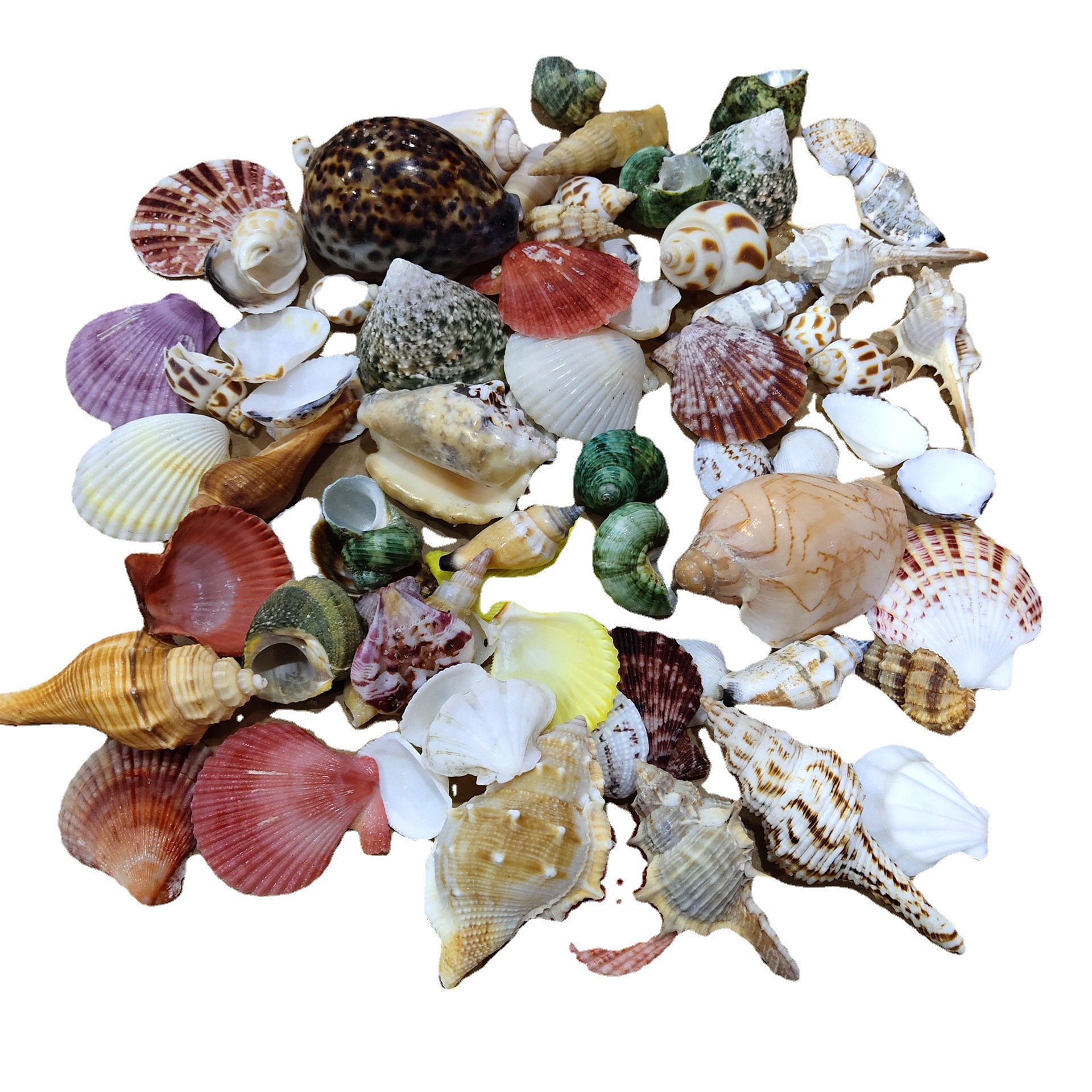 Conch shell mixed combination, - Aquarium Fish Gallery avis et prix