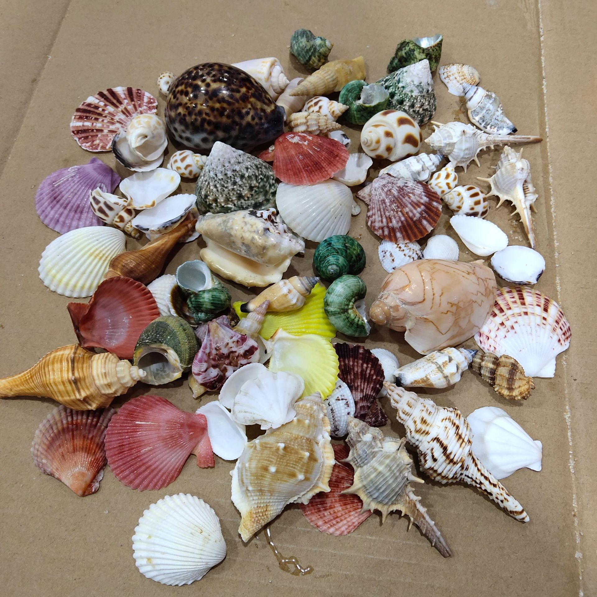 Conch shell mixed combination, - Aquarium Fish Gallery avis et prix