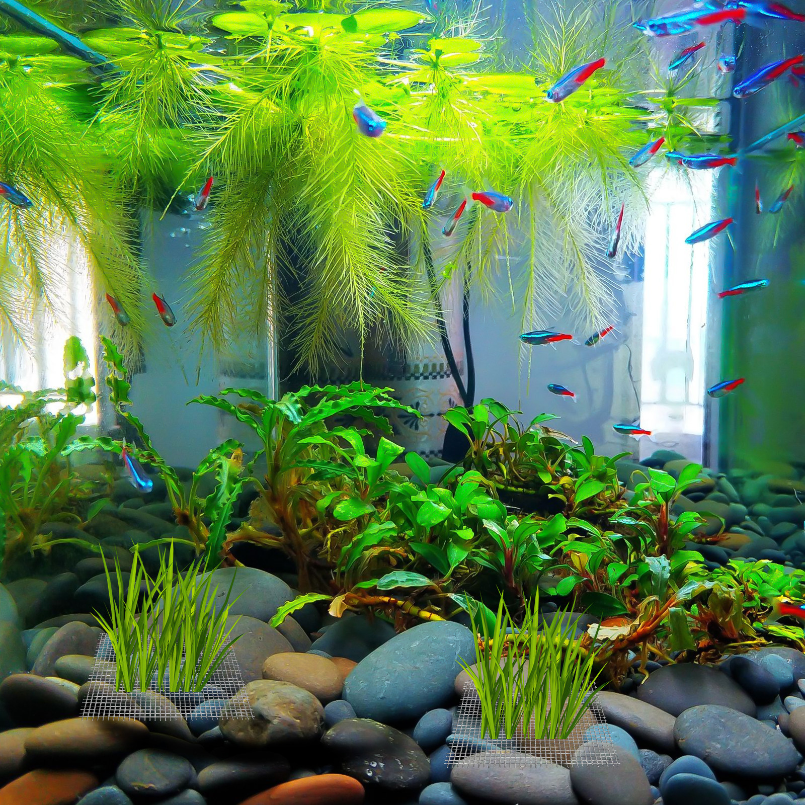 15Pcs Stainless Steel Moss Mes - Aquarium Fish Low Maintenance avis et prix