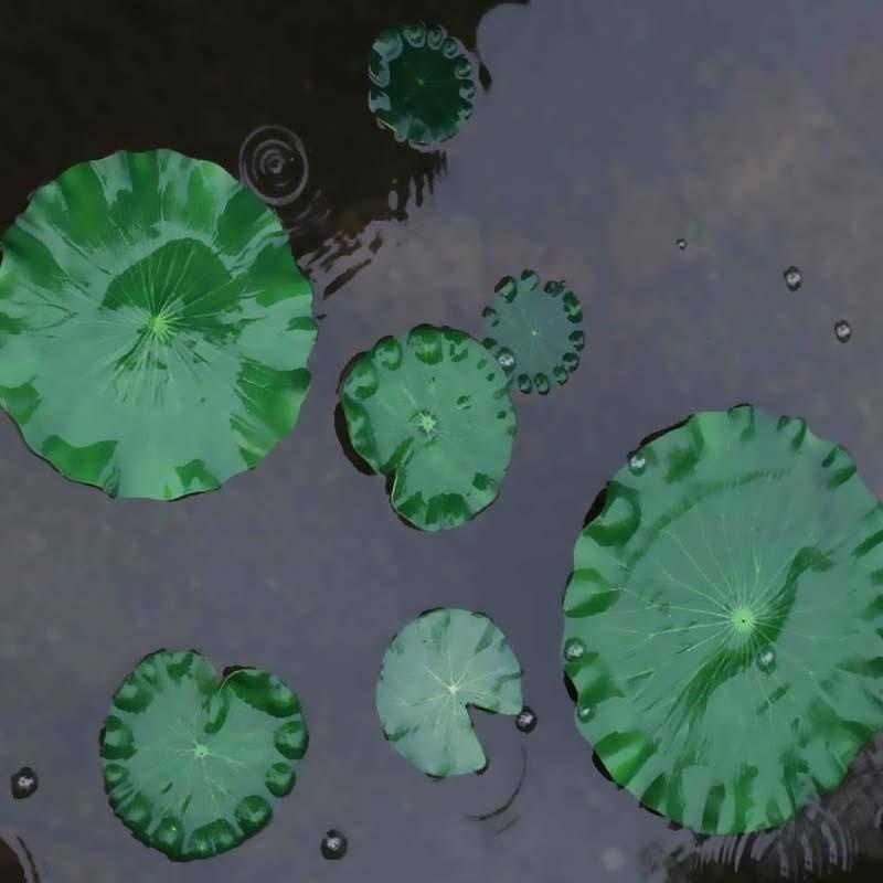 2026 Artificial Water Lily Lot - Aquarium Fish Gallery avis et prix