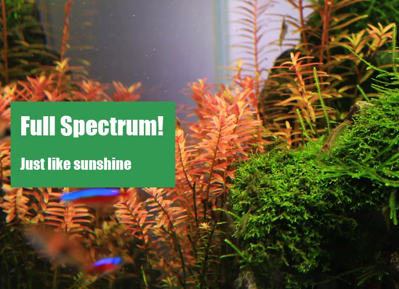 Chihiros C Series ADA Style Pl - Aquarium Fish Background avis et prix