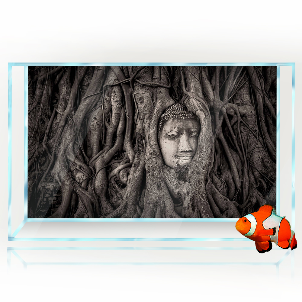 Aquarium Background 3D Tree Ro - Aquarium Fish In Thailand avis et prix