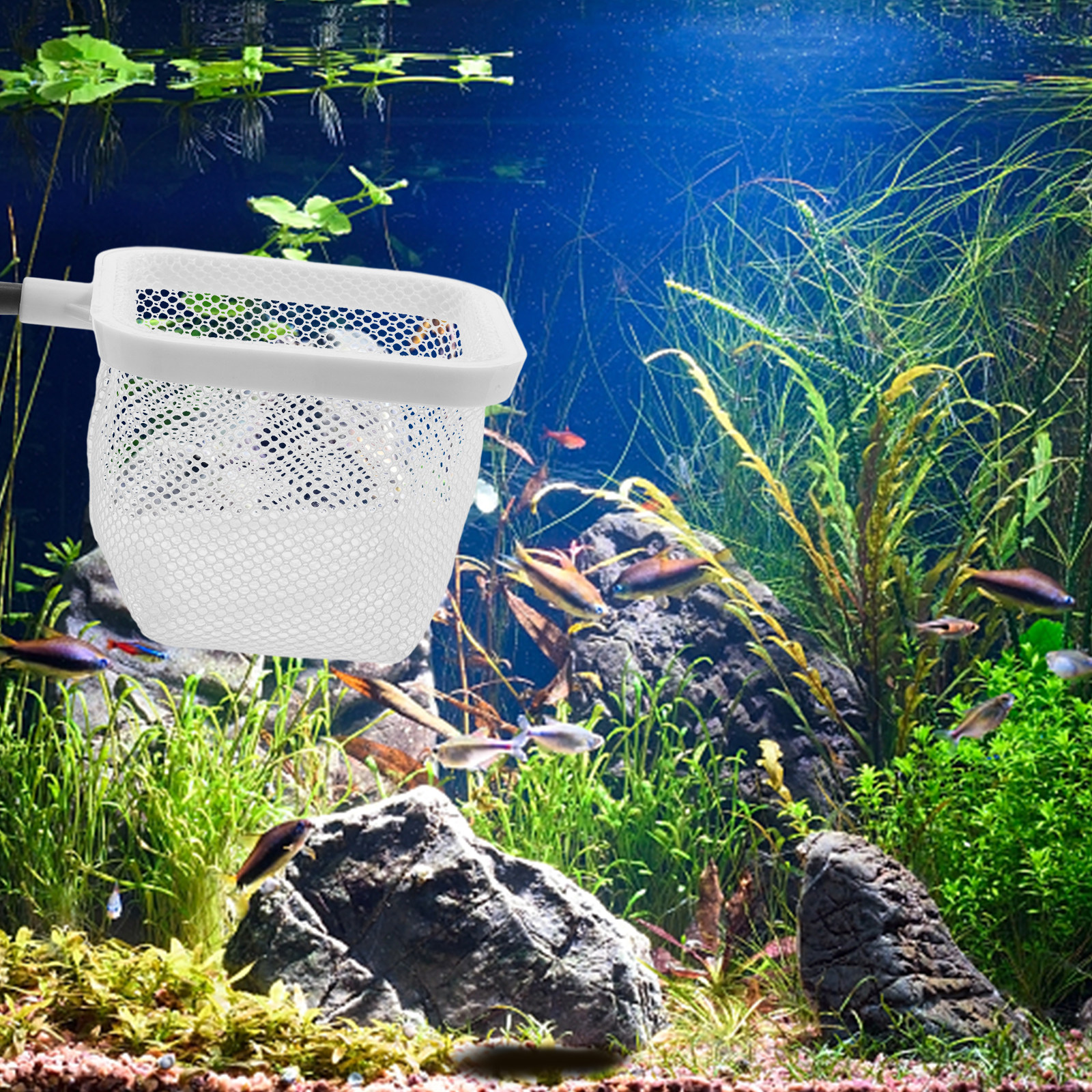 Fish Tank Isolation Box with S - Tank Divider Mesh avis et prix