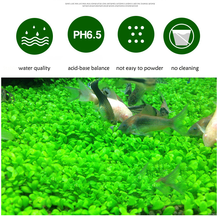Aquarium Plant Seeds Soil Fish - Aquarium Fish Gallery avis et prix