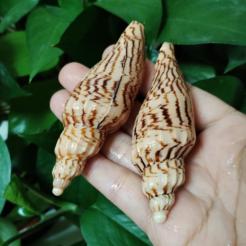 8-10CM Natural Volute Shell Fu - Aquarium Fish Gallery avis et prix