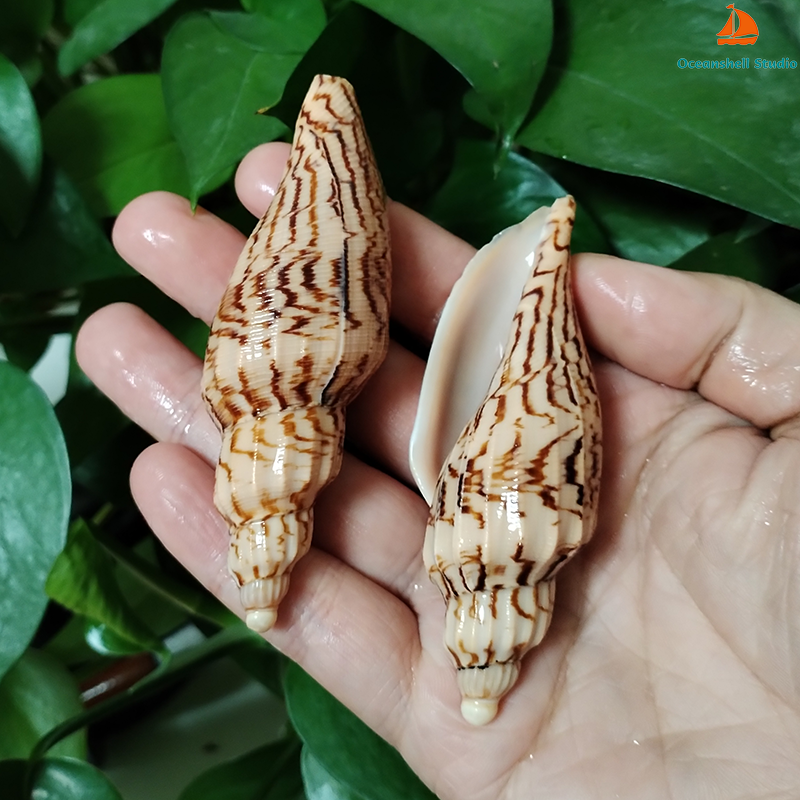 8-10CM Natural Volute Shell Fu - Aquarium Fish Gallery avis et prix