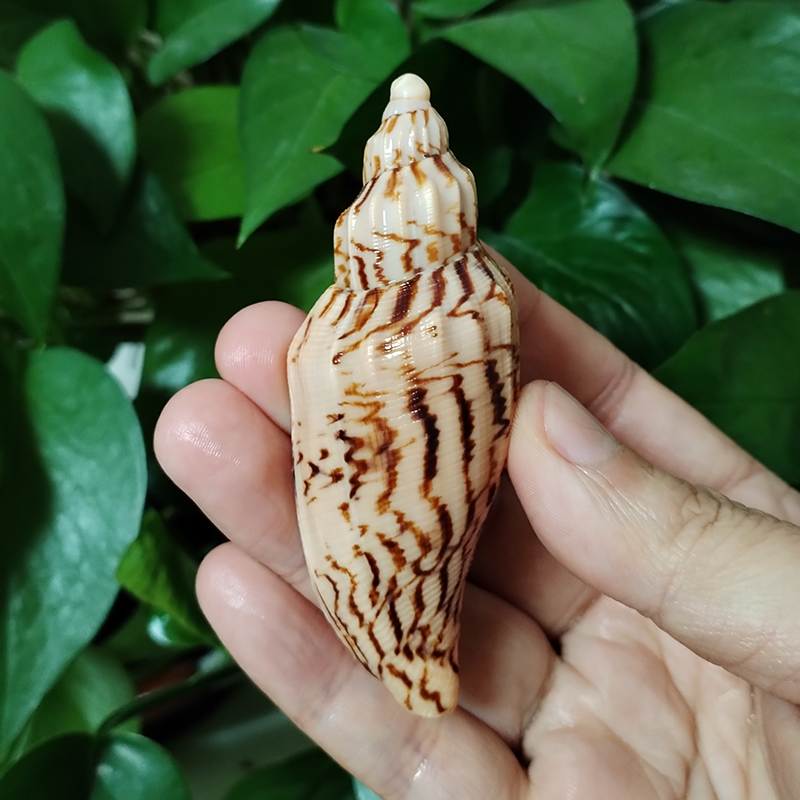 8-10CM Natural Volute Shell Fu - Aquarium Fish Gallery avis et prix