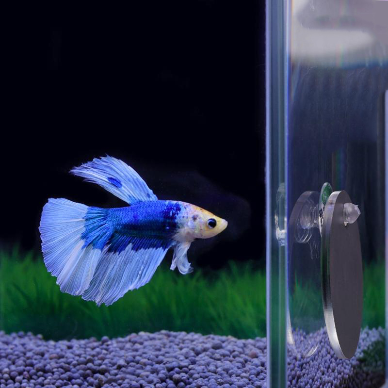 Aquarium Betta Mirror Fish Tan - Aquarium Fish Game avis et prix