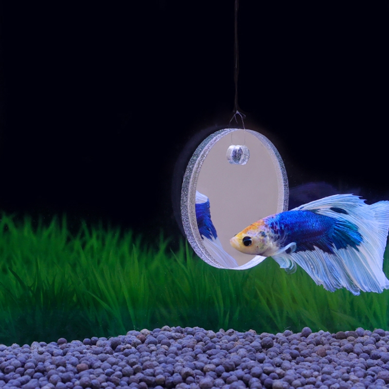 Fish Exercise Mirror Promotes  - Aquarium Fish Game avis et prix