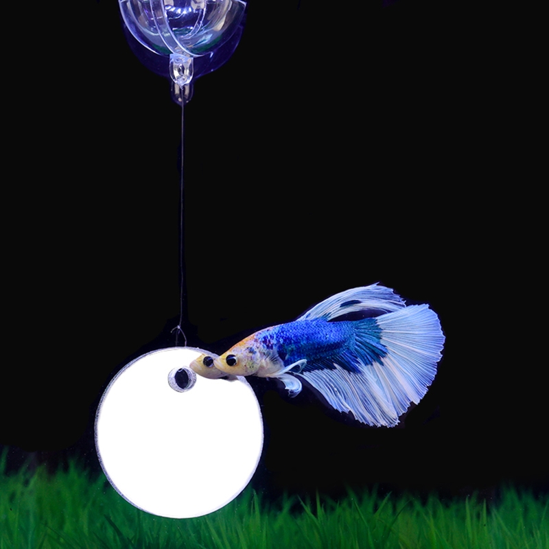 Fish Exercise Mirror Promotes  - Aquarium Fish Game avis et prix