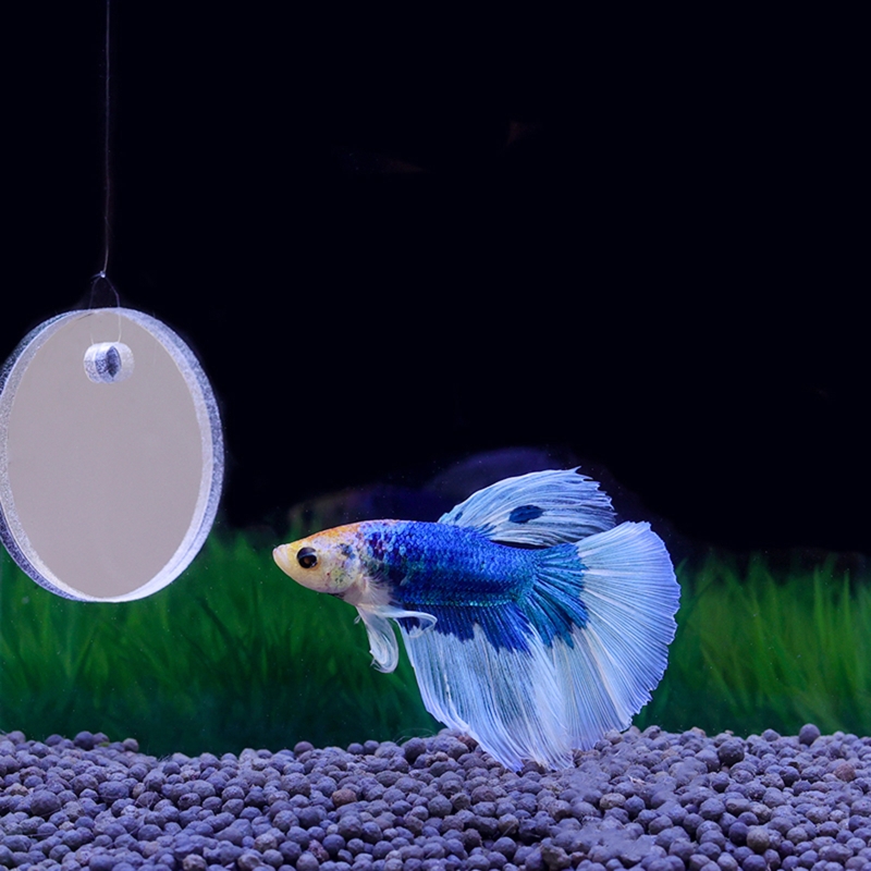 Fish Exercise Mirror Promotes  - Aquarium Fish Game avis et prix